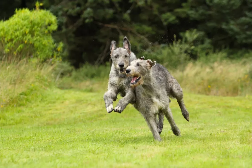 To irske ulvehunde leger i græsset