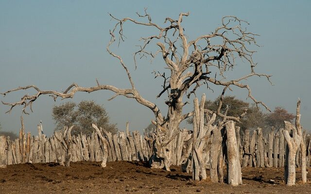 Sådan sikrer dala spåner en ren og sund stald til dit kvæg