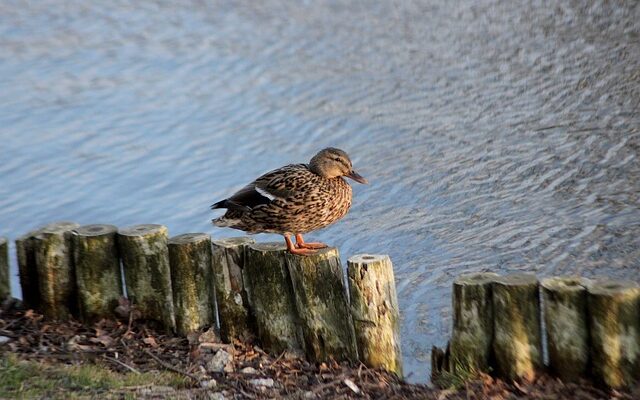 10 smarte tips til at knække koden i krydsord